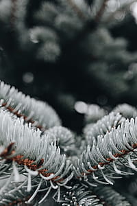 Frozen leaves & twigs thumbnail