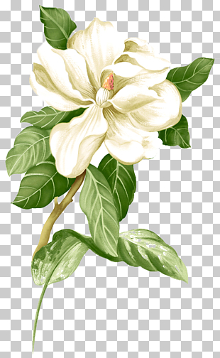 Painted white jasmine material, white Magnolia flower illustration PNG clipart