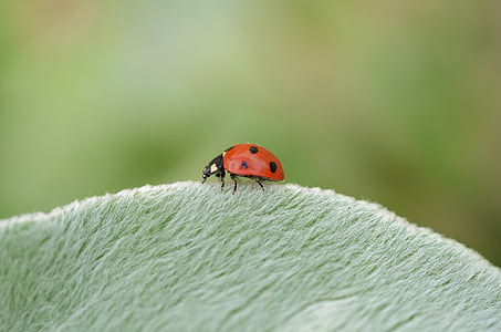 ladybug on green surface thumbnail