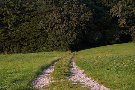 walkway near forest thumbnail