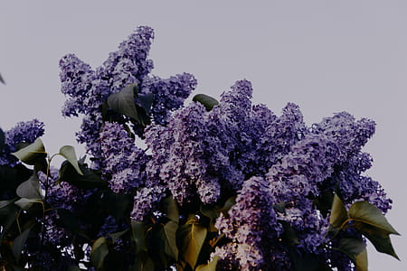 Photo of Purple Petaled Flowers thumbnail