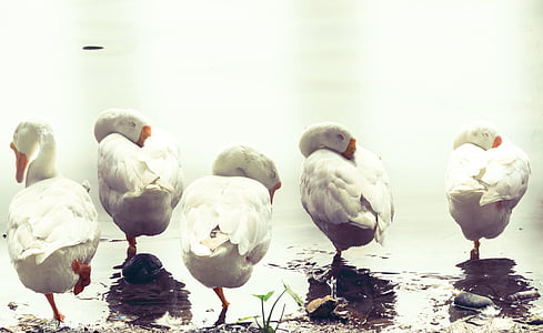 flock of swan thumbnail