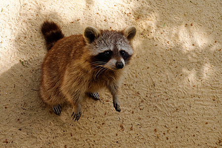 racoon thumbnail