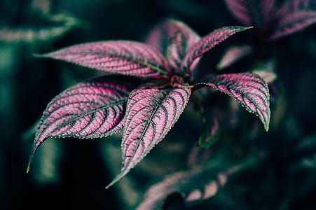 shallow focus photography of red and black flower thumbnail