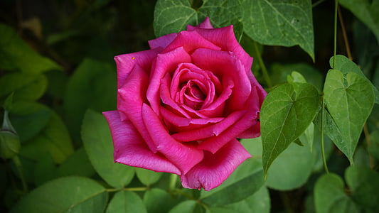 pink flowering plant thumbnail