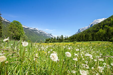 dandelion field thumbnail