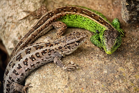 two green and brown lizards on brown rock thumbnail