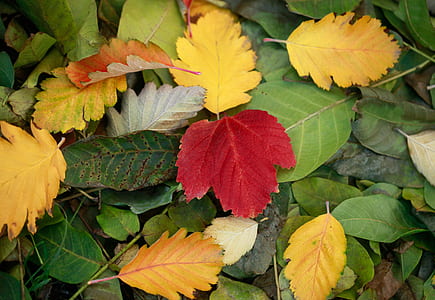 assorted-color of leaves during daytime thumbnail