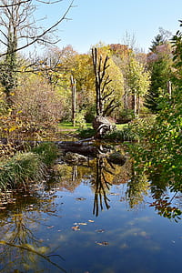bare tree beside pond thumbnail
