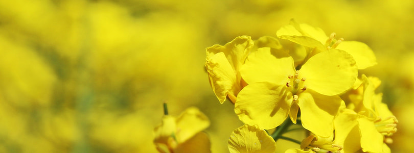 yellow flowers thumbnail