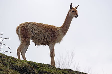 brown alpaca on hill thumbnail