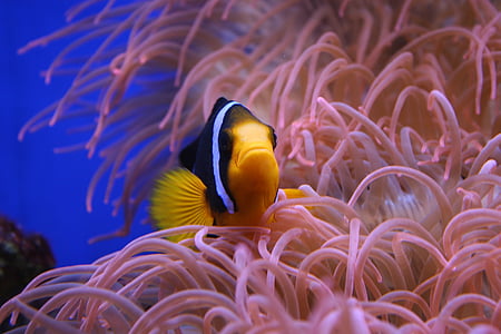 black and yellow fish thumbnail