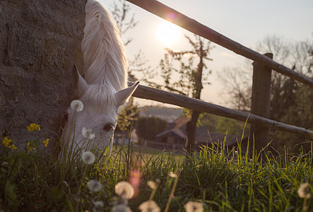 tilt shift lens photography of white horse thumbnail