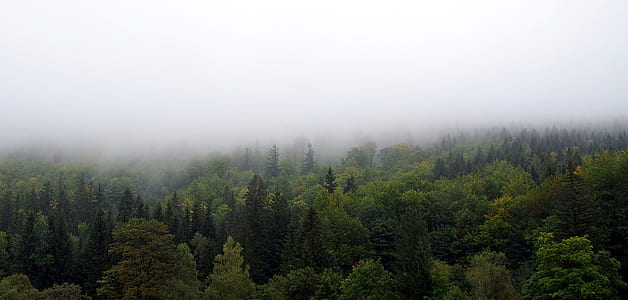 forest with fog thumbnail