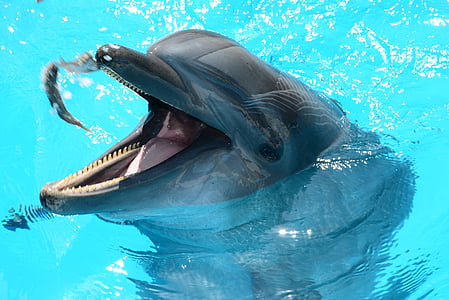 gray dolphin in swimming pool thumbnail