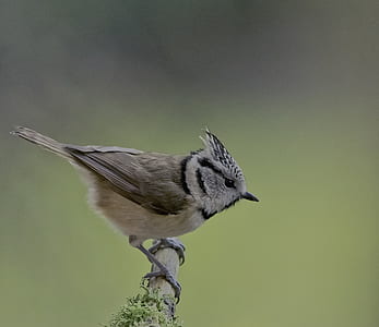 gray bird perching on branch thumbnail