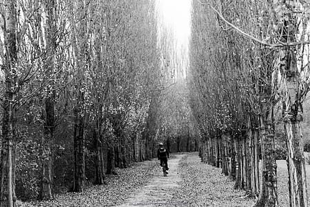 man biking on road surrounded by trees thumbnail