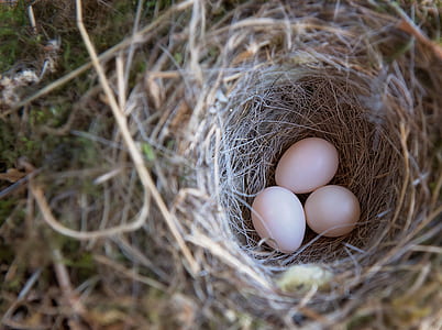 three white egss on round brown nest thumbnail