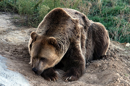 brown bear thumbnail
