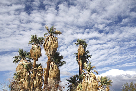 Fan Palm Trees, Oasis Of Mara thumbnail