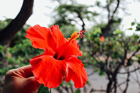 person holding red hibiscus flower thumbnail