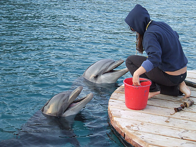 person feeding dolphins thumbnail