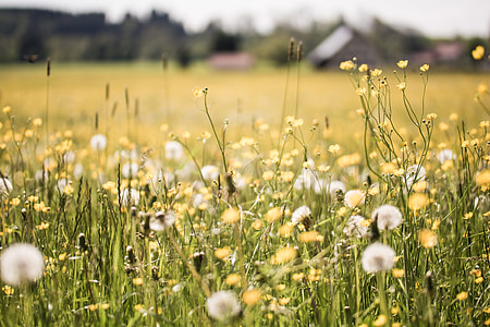 selective focus photography of bed of flowers thumbnail