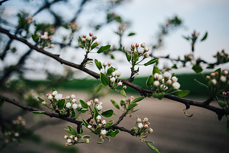 Close-ups of leaves, flowers and fruit on trees, part 1 thumbnail