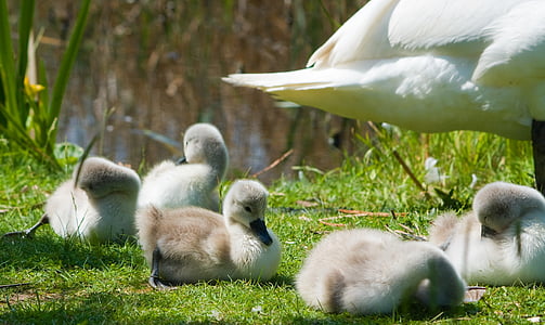 white and brown ducklings thumbnail