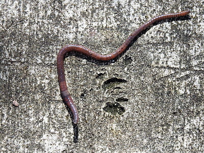 brown earthworm thumbnail