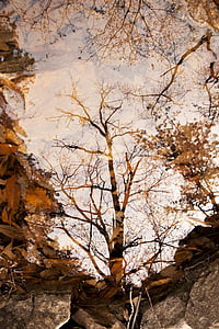 worm's eye view photography of bare tree during day thumbnail