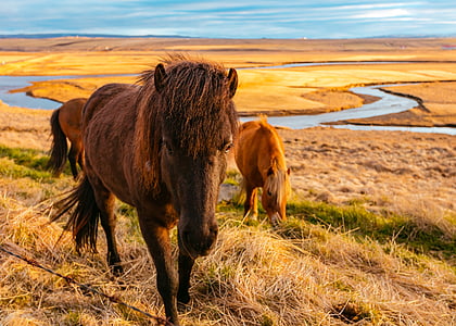 three horses on field thumbnail