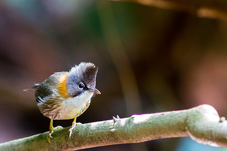 white and gray bird on tree branch thumbnail