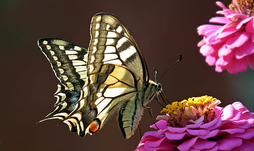 easter swallowtail butterfly perched on pink zinnia flower closeup photography thumbnail