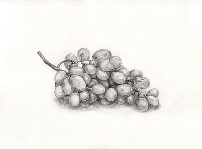 grape sketch thumbnail