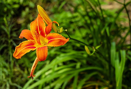 orange flower thumbnail