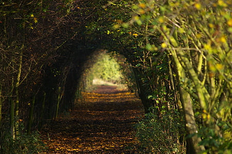photo of plant tunnel during daytime thumbnail
