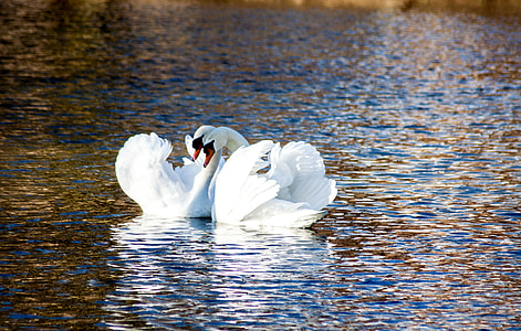 two white swan on river during daytime thumbnail