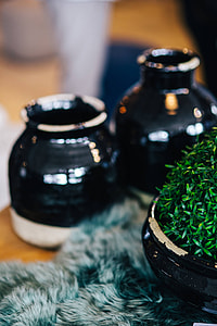 Green plant with black pots and a soft cyan rug thumbnail