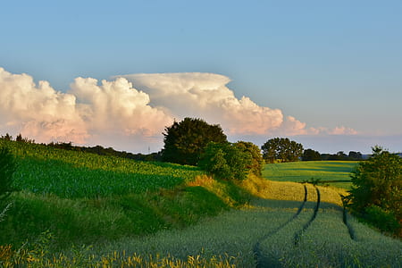 green grass under blue sky thumbnail