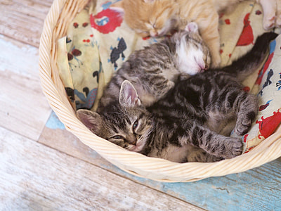 three tabby kittens sleeping in basket thumbnail