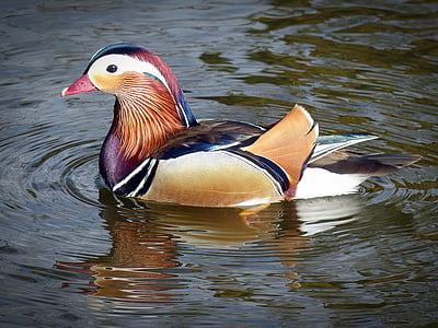 female mallard duck on water thumbnail