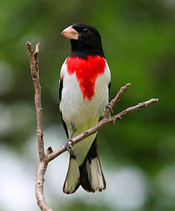 photo of red and white chested bird on branch thumbnail