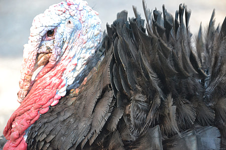 shallow focus photography of turkey thumbnail