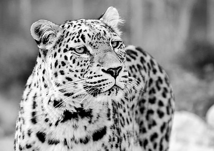 grayscale photo of leopard thumbnail