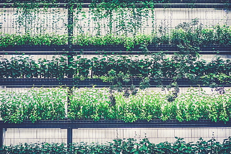 green leafed plants thumbnail