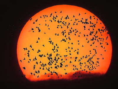 silhouette photo of flying birds during golden h our thumbnail