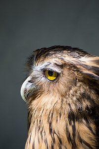 close photo of brown and black owl thumbnail