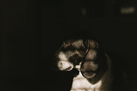 white and black basset hound thumbnail