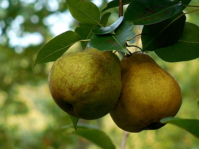 selective focus photo of oval fruits thumbnail